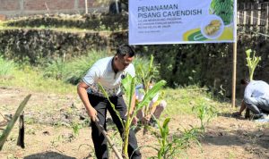 Rutan Kelas IIB Sinjai kembali menunjukkan komitmennya dalam mendukung program ketahanan pangan nasional melalui kegiatan penanaman pohon pisang Cavendish dan monitoring persiapan panen jagung yang dilaksanakan di kebun milik Rutan Sinjai, Sabtu (18/10).
