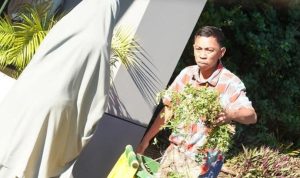 pegawai Bapenda Makassr bergotong royong membersihkan seluruh area kantor, mulai dari halaman, taman, hingga ruangan kerja